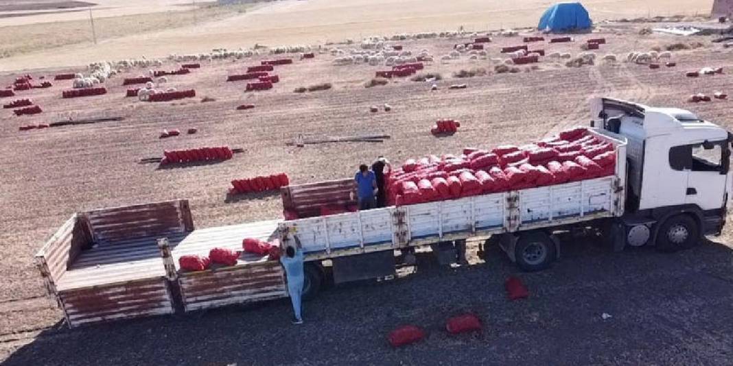 İmece usulü hasat ediyor, işçi maliyeti ve zamandan tasarruf sağlıyorlar! Mor ve sarı renkte oluyor, 7-8 liraya alıcı buluyor 4